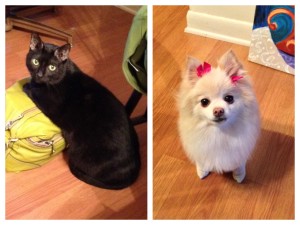 MyFurBabies
